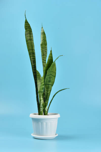 istock Houseplant succulent Sansevieria in a pot on a blue background 1249953906