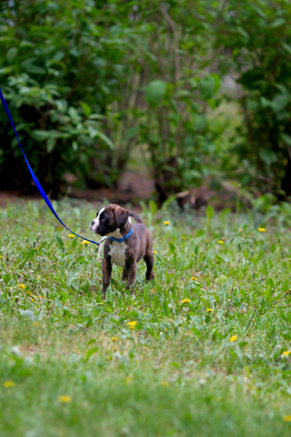 istock Little puppy german boxer wearing blue collar walking on the leash 1249955549