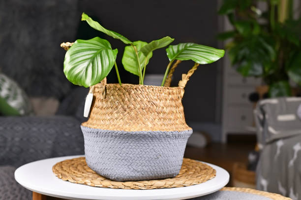 'Calathea Orbifolia Prayer Plant' houseplant with round leaves with stripes in basket Small exotic 'Calathea Orbifolia Prayer Plant' houseplant with round leaves with stripes in basket flower pot on table calathea photos stock pictures, royalty-free photos & images