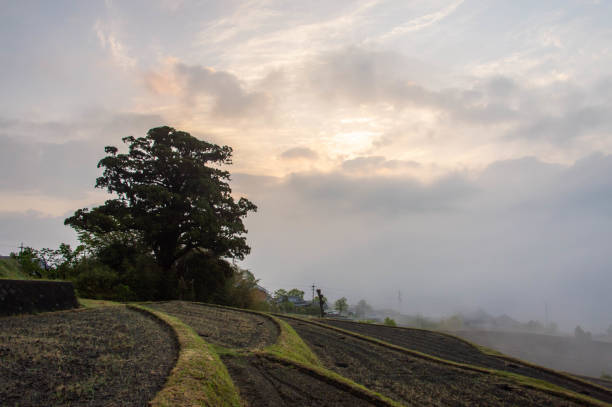 istock Morning mist, sun and big trees in rural areas 1249956439