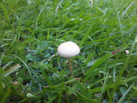 field mushroom [Agaricus campestris]