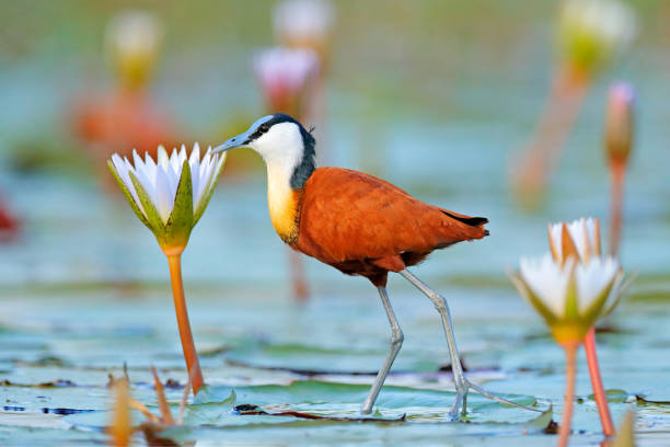 jacana africain, actophilornis africana, wader africain coloré avec de longs orteils à côté de nénuphars violets dans l’eau peu profonde du lagon saisonnier, botswana, delta de l’okavango. oiseau avec la floraison de fleur. - animal beak bird wading photos et images de collection