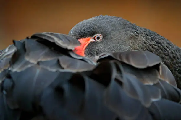 Black swan, Cygnus atratus, large waterbird from Australia. Bird sleeping on the plumage. Wildlife scene from nature.