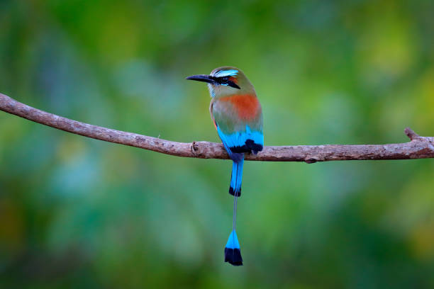 turcisse-browed motmot, eumomota superciliosa, portrait de gentil grand oiseau de nature sauvage, beau fond de forêt coloré, vue d’art, costa rica. - ortalide motmot photos et images de collection