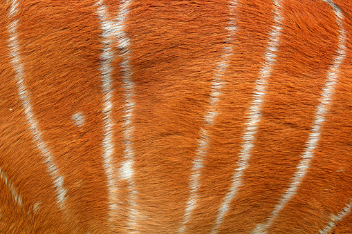 Tragelaphus angasii, Lowland nyala, close-up detail of fur coat, Art view on African nature. Wildlife in South Africa. Brown fur with white lines.