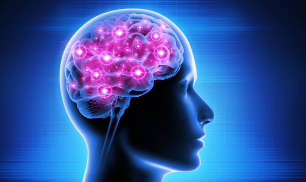 뇌 활동 - receptor 뉴스 사진 이미지