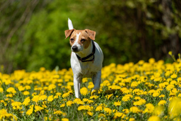istock Dog on flowering field 1249958383