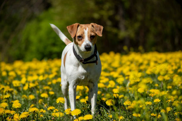 istock Dog on flowering field 1249958396