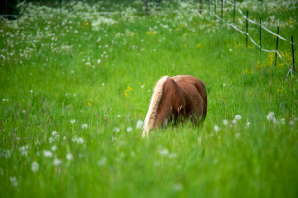 Horse grazing on green field in spring