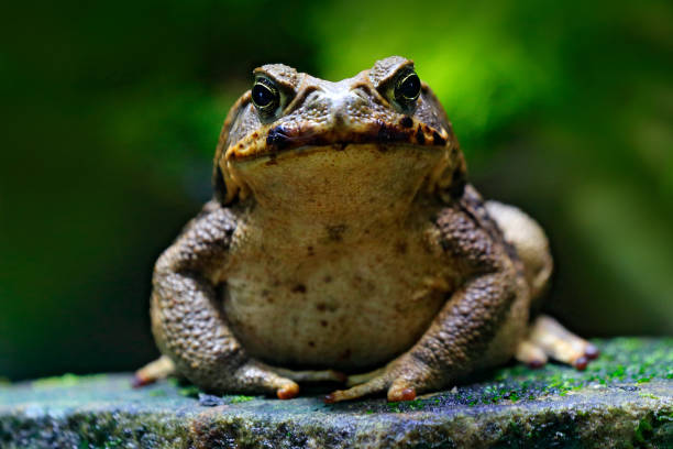 Cane toad, Rhinella marina, big frog from Costa Rica. Face portrait of large amphibian in the nature habitat. Animal in the tropic forest. Wildlife scene from nature. stock photo