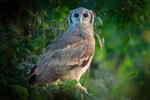 Verreaux's Eagle Owl. Rare African owl in the nature habitat in Okawango delta, Moremi Botswana. Night bird with tree forest habitat.