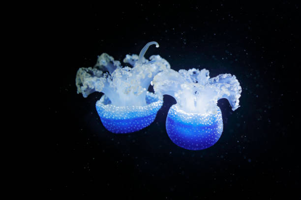 филлохиза punctata, австралийский пятнистый медузы в темной морской воде. белые голубые медузы в естественной среде обитания океана. вода плав� - white spotted jellyfish фотографии стоковые фото и изображения