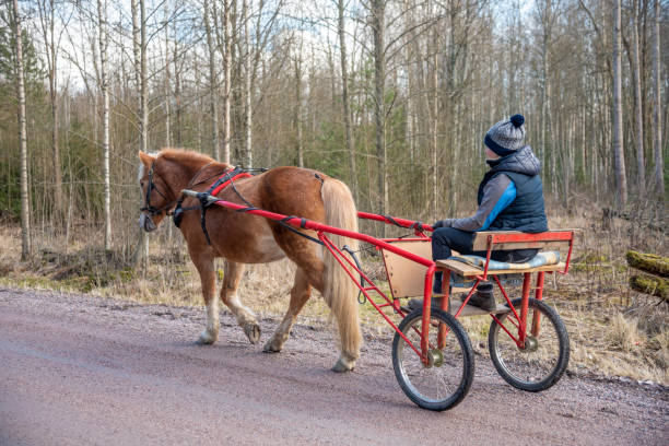 istock Horse harness race training on country road 1249959699