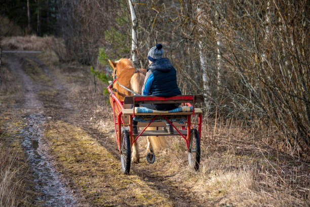 istock Horse harness race training on country road 1249959766
