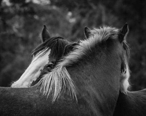 istock Two horses in black and white 1249960174