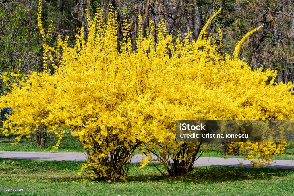 Large bush of yellow flowers of Forsythia plant also known as Easter tree, in a garden in a sunny spring day, floral background Forsythia Stock Photo