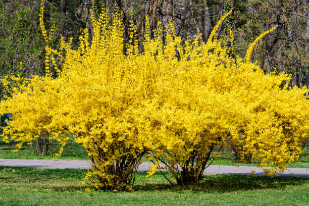 Large bush of yellow flowers of Forsythia plant also known as Easter tree, in a garden in a sunny spring day, floral background Large bush of yellow flowers of Forsythia plant also known as Easter tree, in a garden in a sunny spring day, floral background forsythia garden stock pictures, royalty-free photos & images