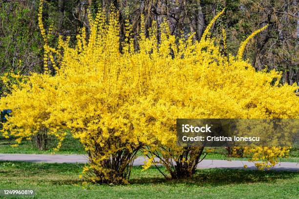 Large Bush Of Yellow Flowers Of Forsythia Plant Also Known As Easter Tree In A Garden In A Sunny Spring Day Floral Background Stock Photo - Download Image Now