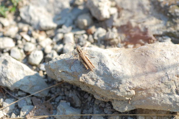 istock Small brown grasshopper on top of a rock 1249962533