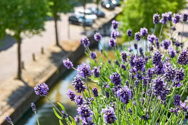 Photo of Blooming lavender on a balcony in The Netherlands