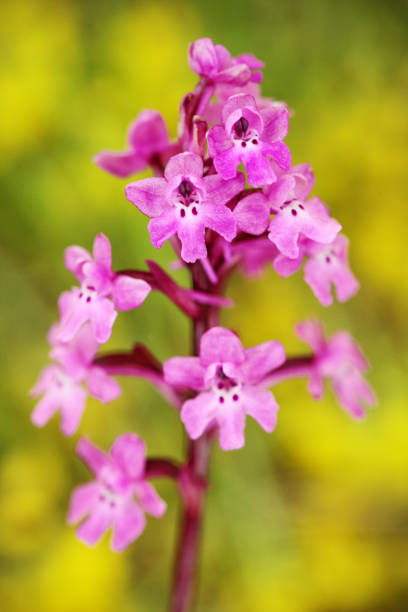Orchis quadripunctata, Four-spotted Orchid, Gargano in Italy. Flowering European terrestrial wild orchid, nature habitat. Beautiful detail of bloom, spring scene from Europe. Wild flower on the green meadow. orchis quadripunctata, orquídea de cuatro manchas, gargano en italia. floración de la orquídea silvestre terrestre europea, hábitat de la naturaleza. hermoso detalle de la floración, escena de primavera de europa. flor salvaje en el prado verde.