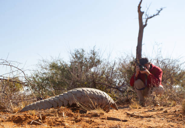 A wildlife photographer taking a photo of a pangolin. stock photo