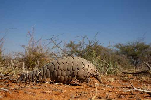 A pangolin walking on red Namibian desert sand looking for food.