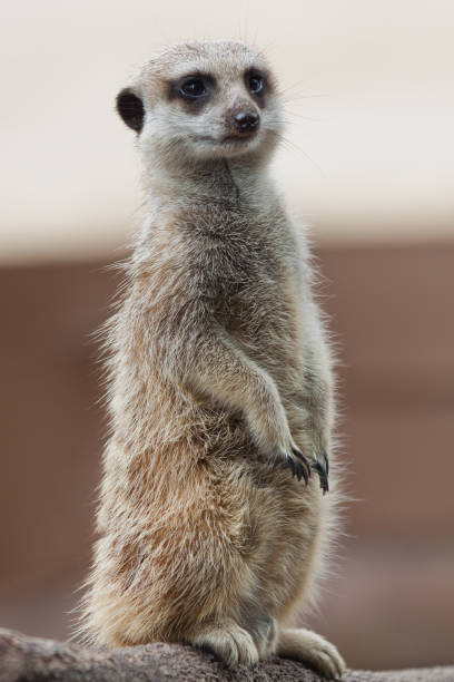 istock Meerkat on guard duty 1249967666
