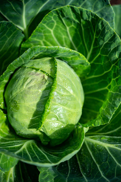 istock White cabbage head growing in garden 1249967771