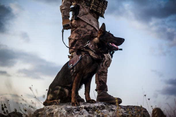perro de la guardia militar y su dueño de soldado - perro adiestrado fotografías e imágenes de stock
