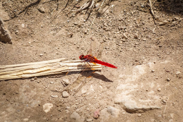 Red Dragonfly in Santo Antao, Cape Verde, Africa
