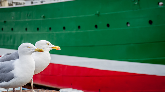 a couple of two watchful seagulls are standing on a pole in front of a blurred ship in the port of hamburg colored like the flag of north rhine-westphalia