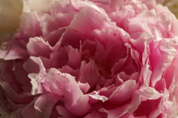 istock incredibly beautiful soft pink peony, summer day 1249973214