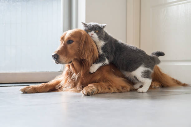istock British Shorthair and Golden Retriever 1249973906