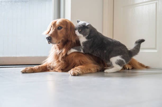 istock British Shorthair and Golden Retriever 1249973910