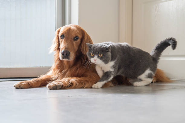 istock British Shorthair and Golden Retriever 1249973913