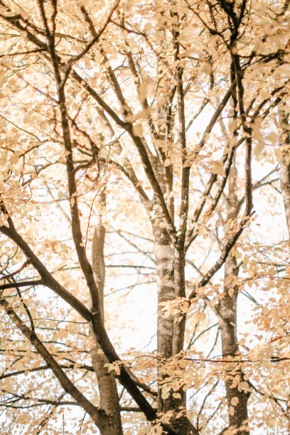 istock Natural background from plants, colored textures of nature 1249974536