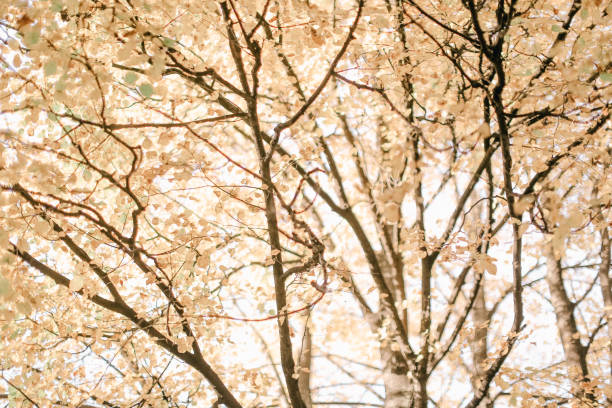 istock Natural background from plants, colored textures of nature 1249974741