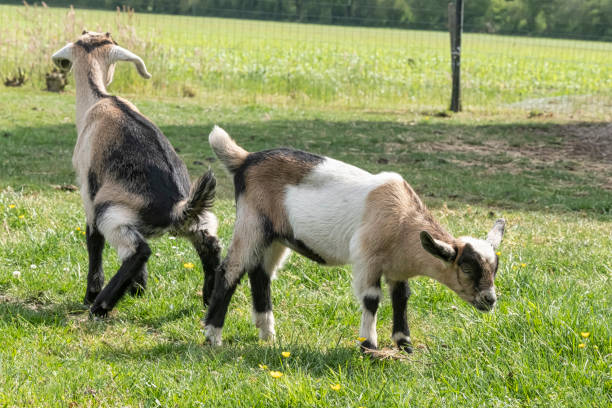 istock One brown, white baby goat kid, peeing on the spring grass 1249974755