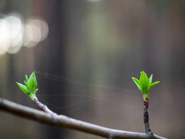 istock Young budding leaves on the branch spring close-up, copyspace, bokeh. A web is stretched between leaves on a branch. Symbol of spring and new life 1249974782