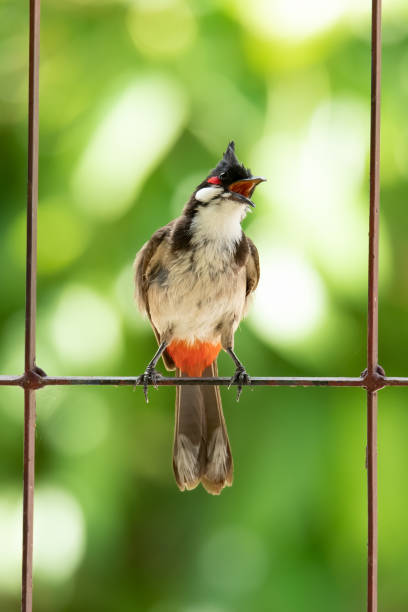 istock Red-whiskered bulbul singing on a fence 1249975451