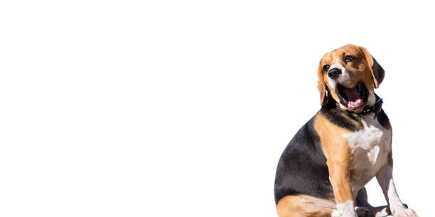 istock funny beagle dog sings on a white background 1249977823
