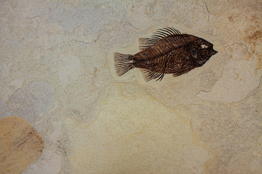 Brown impression of a fish fossil in rock