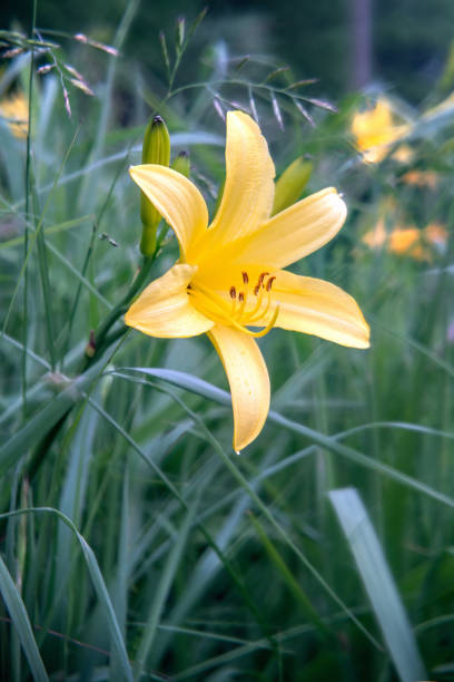 Daylily is a flowering plant in the genus Hemerocallis Daylily is a flowering plant in the genus Hemerocallis  a member of the family Asphodelaceae, subfamily Hemerocallidoideae. Close up. hemerocallidoideae stock pictures, royalty-free photos & images