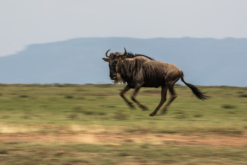Wildebeest galloping in blurred motion in the wild.