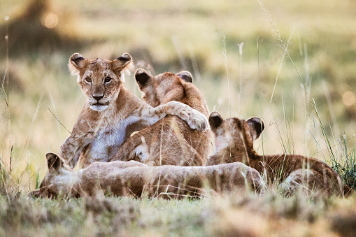 Cute lion cubs playing in grass in the wild. Copy space.