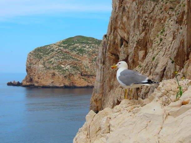 istock Seagull watching the sea. 1249980879