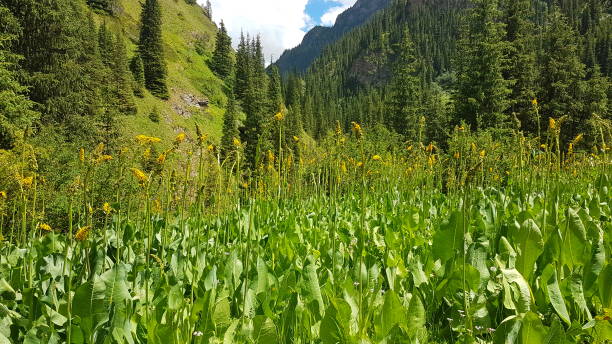 istock Meadow with flowers in mountains 1249981031