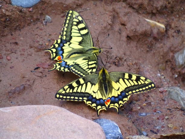 istock Two yellow butterflies sitting on mud 1249981045
