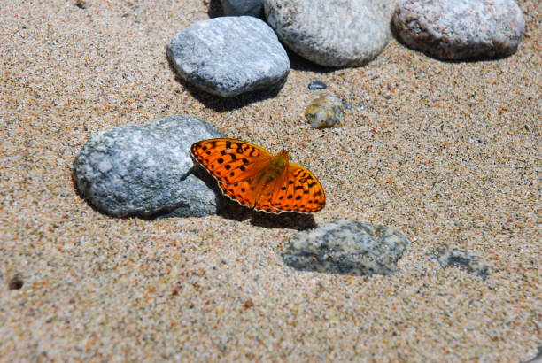 istock Red butterfly on the beach 1249981079